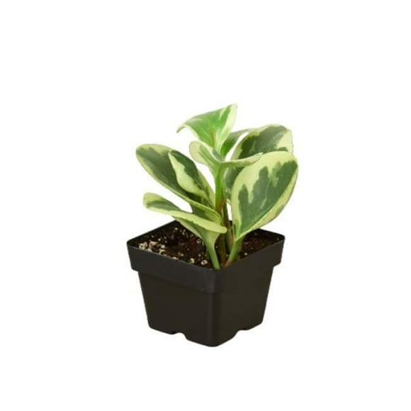 House Plant Dropship 3-PEPEROMIA-MARBLE 3 in. Peperomia Marble Pot