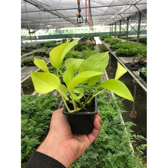 House Plant Dropship 3-POTHOS-NEON Pothos Neon Plant