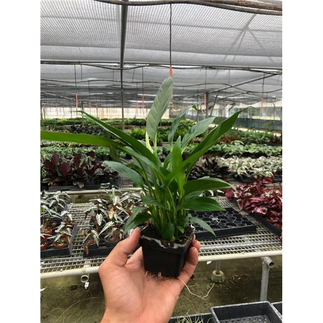 schefflera arboricola tree Schefflera Amate, Umbrella Tree – Plant Material