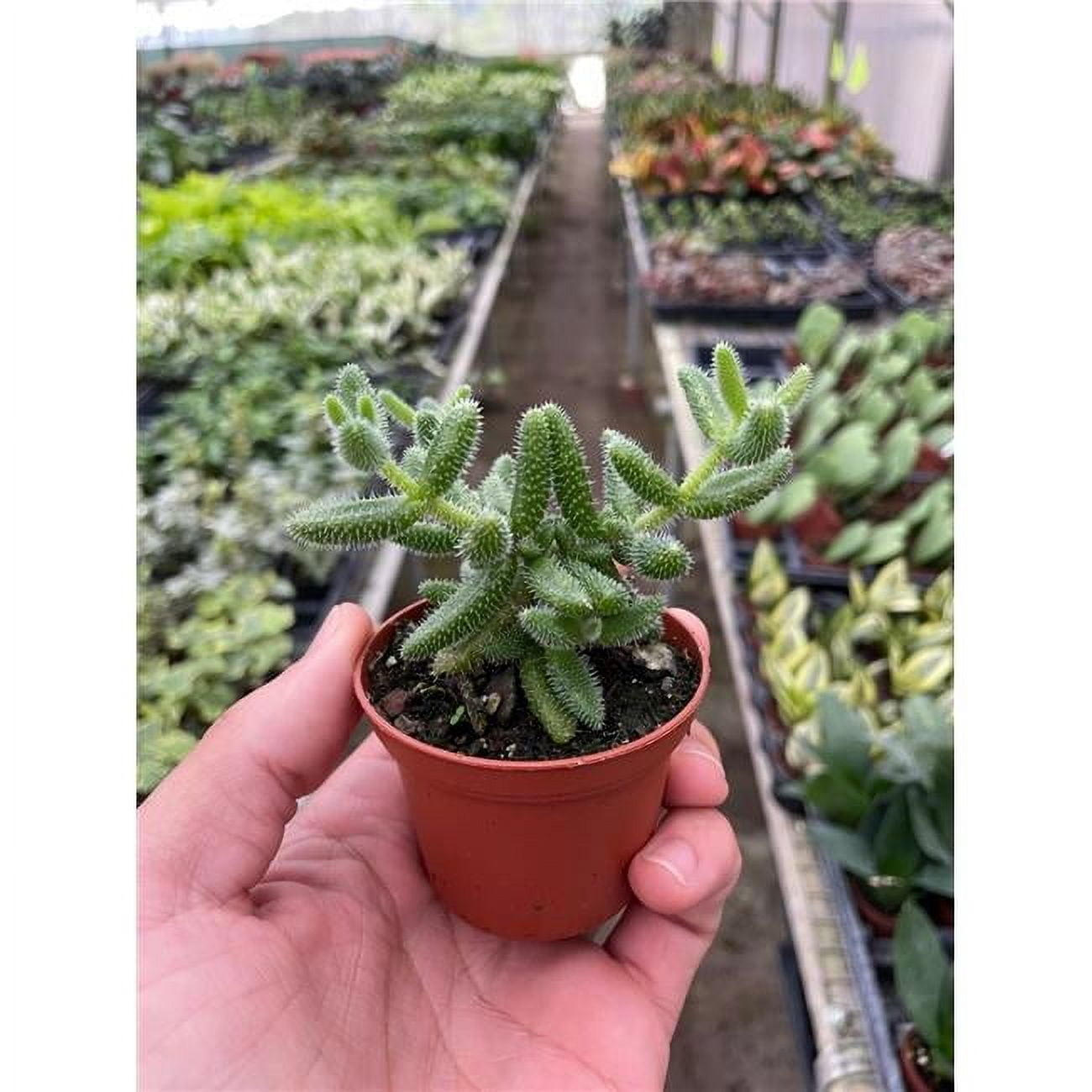 Delosperma echinatum Pickle Plant