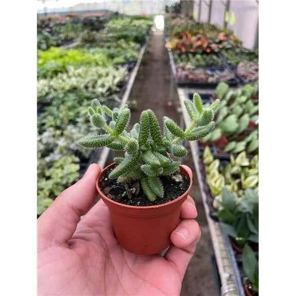 House Plant Dropship 3-SUCC-DELOSPERMA-PICKLE.PLANT Delosperma Echinatum Pickle Plant