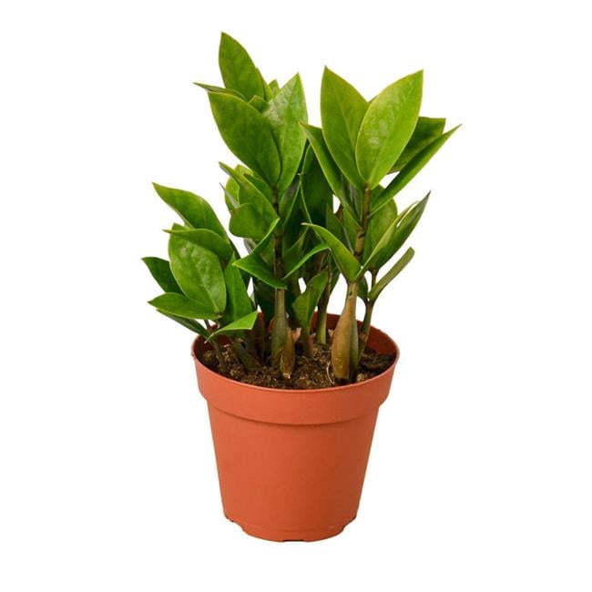 Walmart Deals of Zamioculcas Zamiifolia ZZ in 3" Pot / Nursery Pot | Live Plant for Indoor | 4 - 6 inch Tall