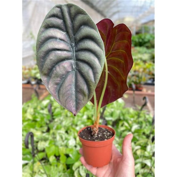 House Plant Dropship 4-ALOCASIA-RED.SECRET Alocasia Red Secret Plant