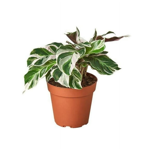 House Plant Dropship 4-CALATHEA-WHITE.FUSION 4 in. Calathea White Fusion Pot