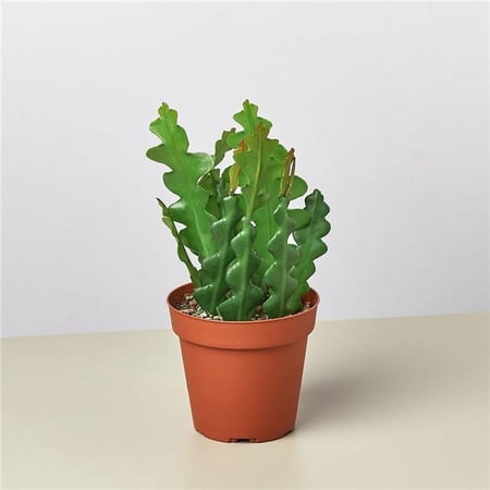 House Plant Dropship 4-EPIPHYLLUM-RIC.RAC.CACTUS 4 in. Epiphyllum Ric Rac Cactus Pot