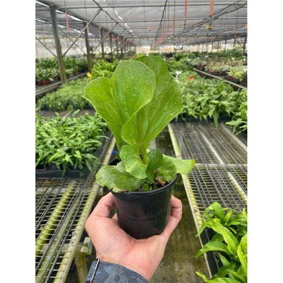 House Plant Dropship 4-FERN-ELEPHANT Elephant Ear Staghorn Fern