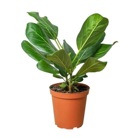 House Plant Dropship 4-FICUS-AUDREY 4 in. Pot Ficus Audrey Plant