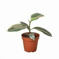 thumbnail image 1 of House Plant Dropship 4-FICUS-RUBY.PINK-NURSERY.POT 4 in. Ficus Elastica Ruby Pink Nursery Pot, 1 of 1