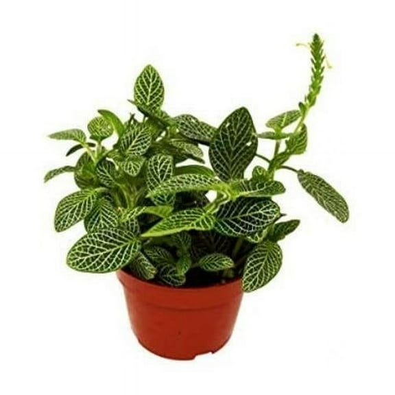 House Plant Dropship 4-FITTONIA-WHITE-NURSERY.POT 4 in. Fittonia White Nerve Plant Nursery Pot
