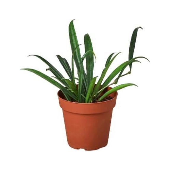House Plant Dropship 4-HOYA-STRING.BEAN Hoya String Bean Plant, 4 in.