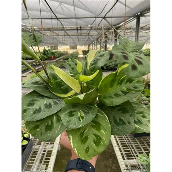 House Plant Dropship 4-MARANTA-BEAUTY.KIM Maranta Variegated Beauty Kim Plant