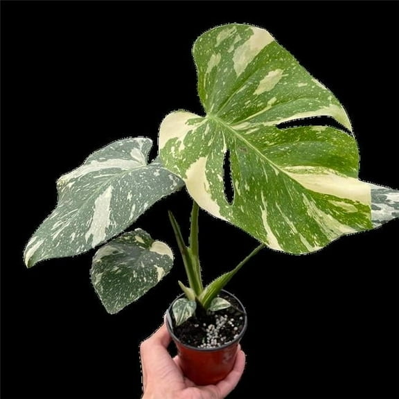 House Plant Dropship 4-MONSTERA-THAI.CONSTELLATION Monstera Thai Constellation Plant