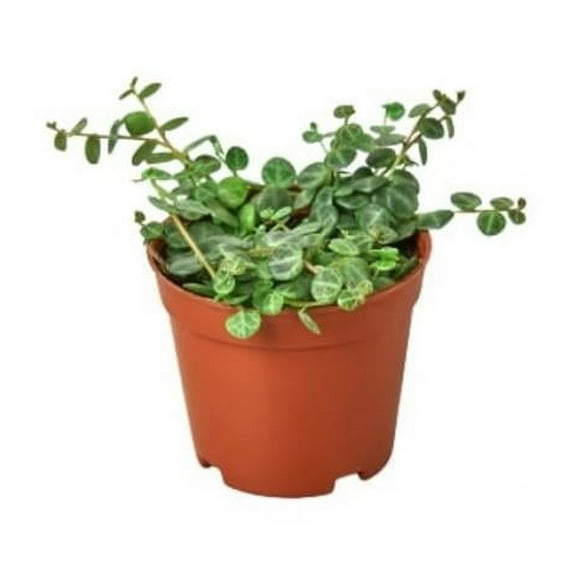 House Plant Dropship 4-PEPEROMIA-STRING.OF.TURTLES Peperomia Prostrata String of Turtles Plant