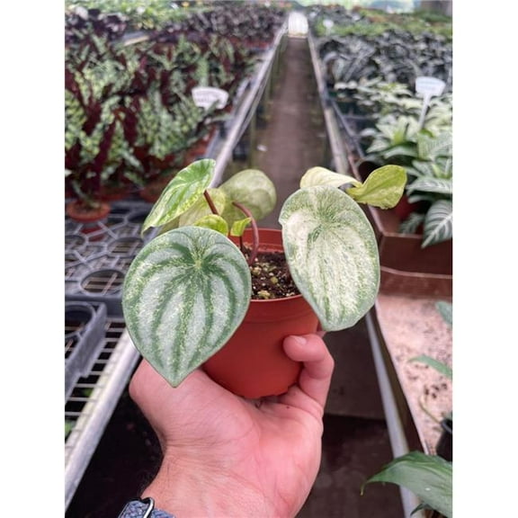 House Plant Dropship 4-PEPEROMIA-WATERMELON.VAR 4 in. Pot Peperomia Watermelon Variegated Plant