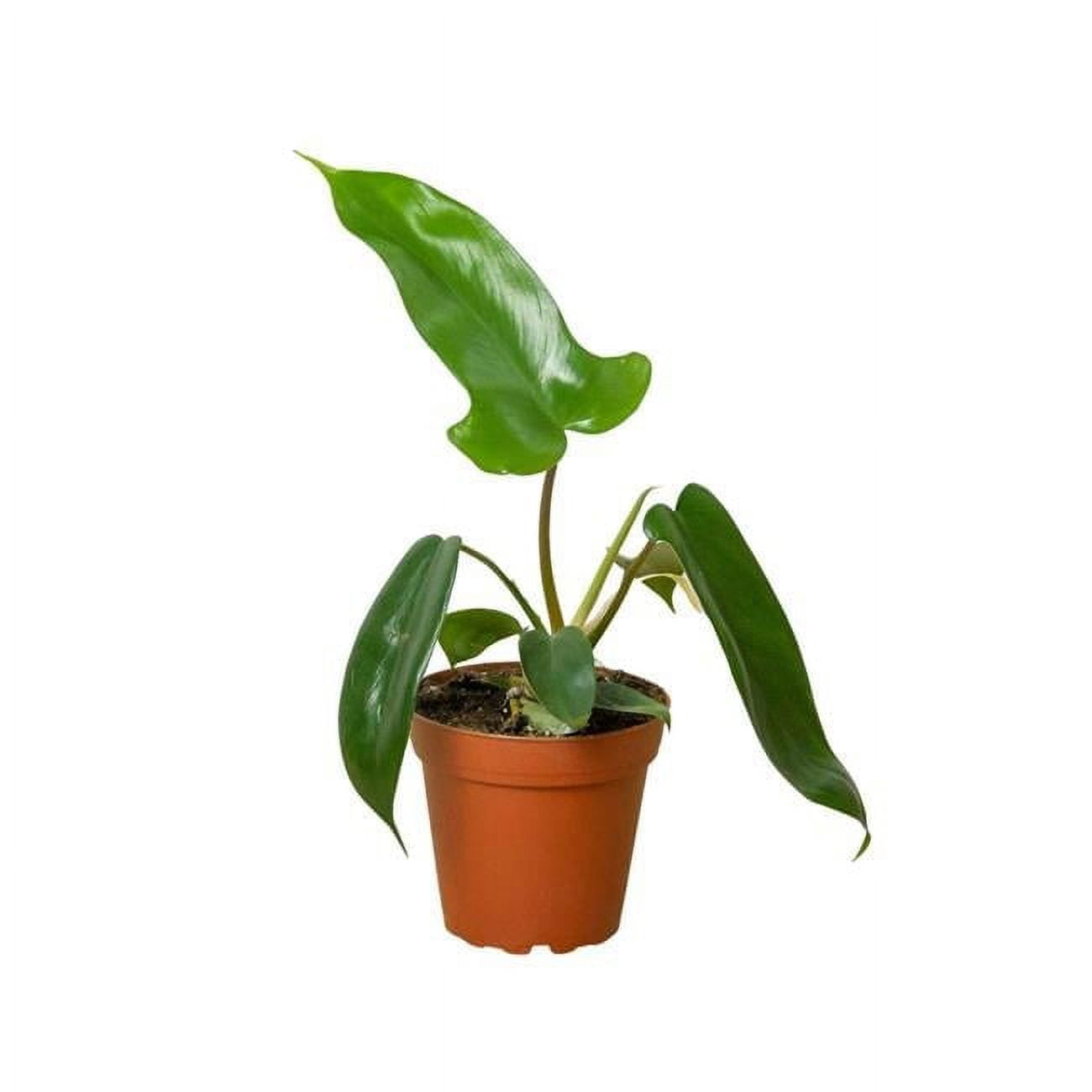House Plant Dropship 4-PHILODENDRON-FLORIDA.GREEN 4 in. Philodendron Florida Houseplant, Green