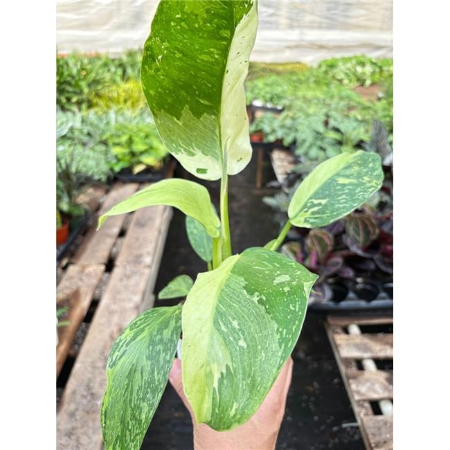 House Plant Dropship 4-PHILODENDRON-JOSE.BUENO 4 in. Philodendron Jose Bueno  Plant - Walmart.com