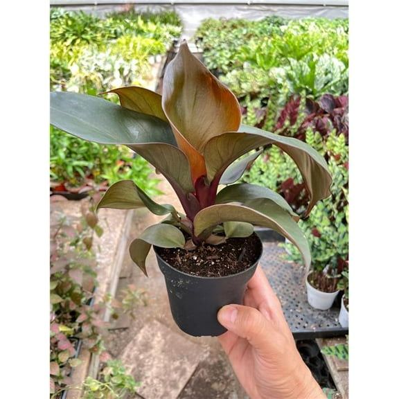 House Plant Dropship 4-PHILODENDRON-RED.HEART 4 in. Philodendron Red Heart Plant