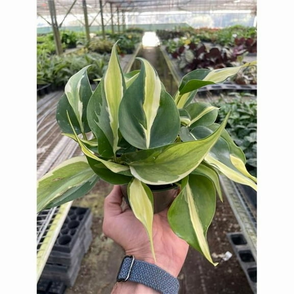 House Plant Dropship 4-PHILODENDRON-SILVER.STRIPE Philodendron Silver Stripe Plant