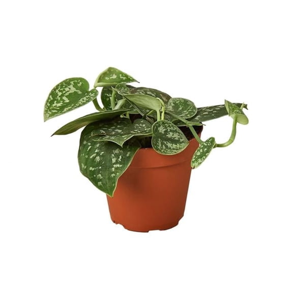 House Plant Dropship 4-POTHOS-SATIN-NURSERY.POT 4 in. Pothos Satin Nursery Pot