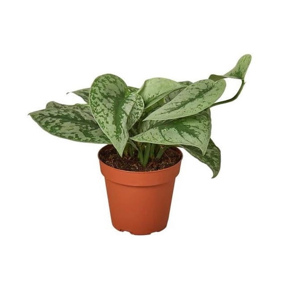 House Plant Dropship 4-SCINDAPSUS-MOONLIGHT 4 in. Scindapsus Moonlight Pot