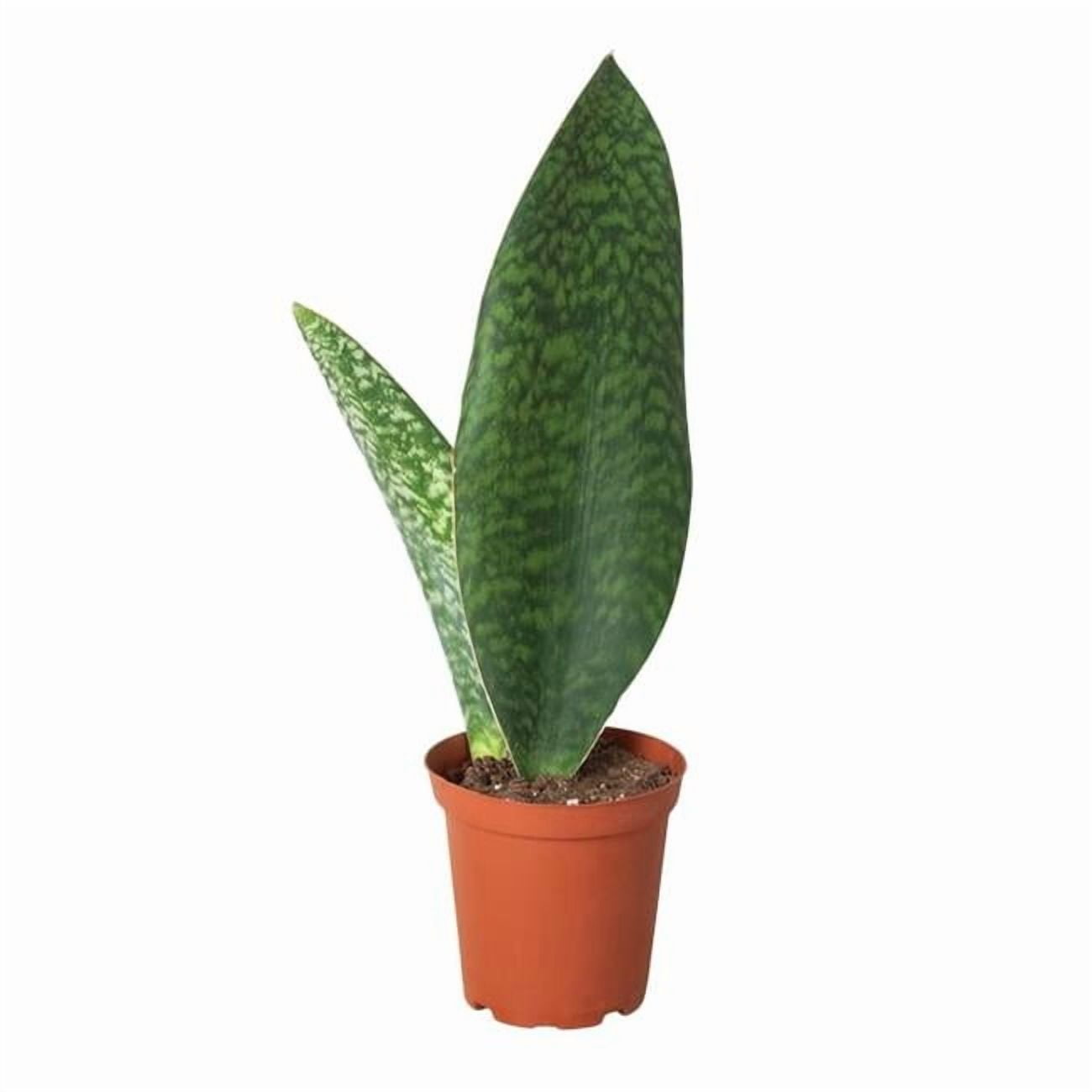 House Plant Dropship 4-SNAKE-SHARK.FIN Shark Fin Snake Plant