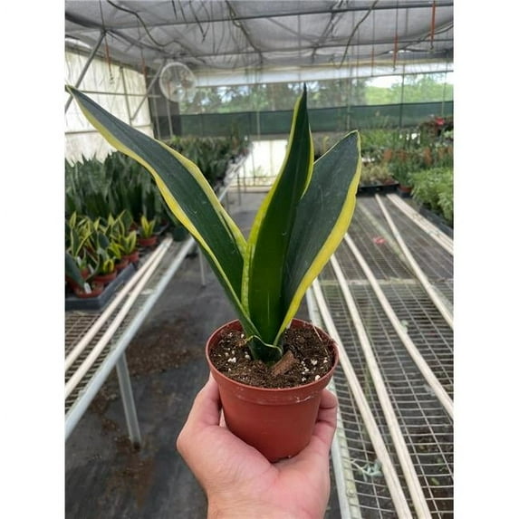 House Plant Dropship 4-SNAKE-TRIFASCIATA.BLACK.GOLD 4 in. Pot Snake Trifasciata Black Gold Plant