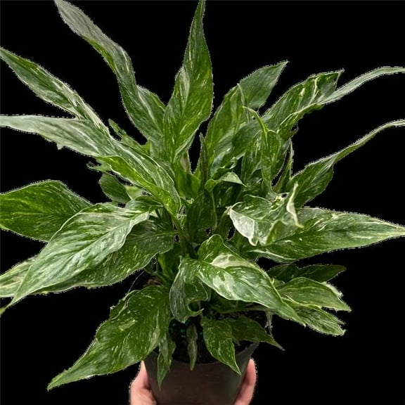 House Plant Dropship 4-SPATHIPHYLLUM-DOMINO 4 in. Pot Variegated Spathiphyllum Domino Plant
