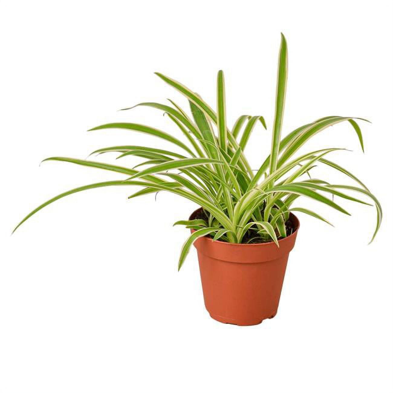 House Plant Dropship - Live Indoor 4 in. Spider Plant Reverse Pot