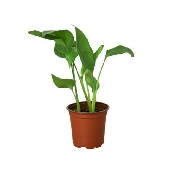 White Bird of Paradise 'Strelitzia Nicolai' Size: 4" Pot | Live Plant for Indoor & Outdoor