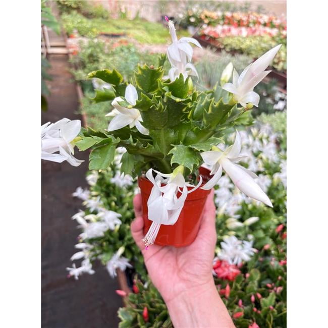 House Plant Dropship 4-SUCC-ZYGOCACTUS-WHITE 4 in. Succulent Zygocactus White Cactus Plant