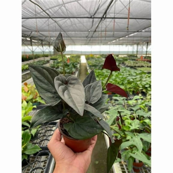 House Plant Dropship 4-SYNGONIUM-RED.ARROW 4 in. Pot Syngonium Red Arrow Plant