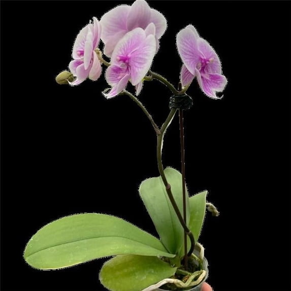House Plant Dropship 5-PHALAENOPSIS-LIGHT.PI…