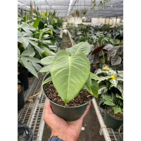 House Plant Dropship 6-ANTHURIUM-VEITCHII 6 in. Pot Anthurium Veitchii Plant