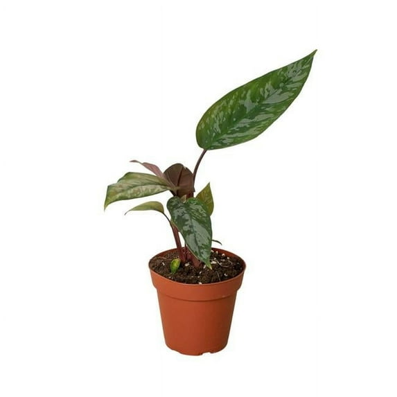 House Plant Dropship 6-APOBALLIS-PURPLE.SWORD 6 in. Pot Apoballis Purple Sword Plant