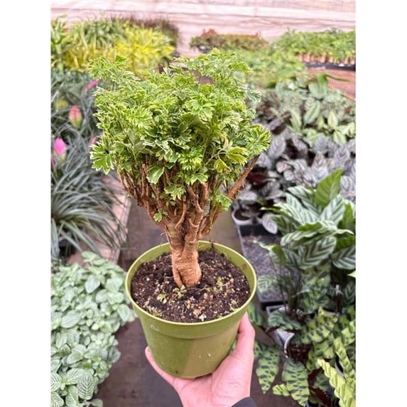 House Plant Dropship 6-ARALIA-MING.GOLD.MINIBONSAI Aralia Ming Gold Mini Bonsai