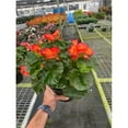 thumbnail image 1 of House Plant Dropship 6-BEGONIA-WAX-RED 6 in. Wax Begonia Plant, 1 of 1
