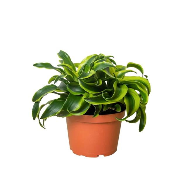 Dracaena Tornado Plant