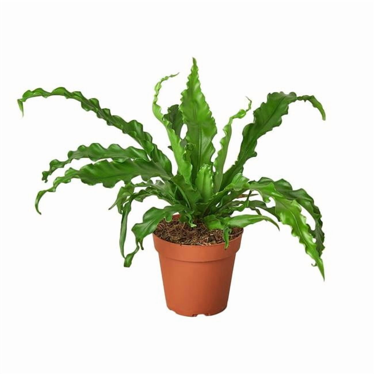 House Plant Dropship 6-FERN-VICTORIA 6 in. Pot Birds Nest Victoria Fern Plant