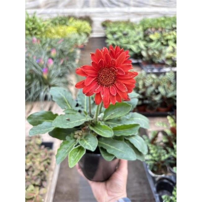 House Plant Dropship Gerbera Sweet Love