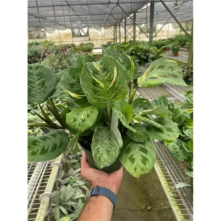 House Plant Dropship 6-MARANTA-BEAUTY.KIM 6 in. Pot Maranta Variegated Beauty Kim Plant