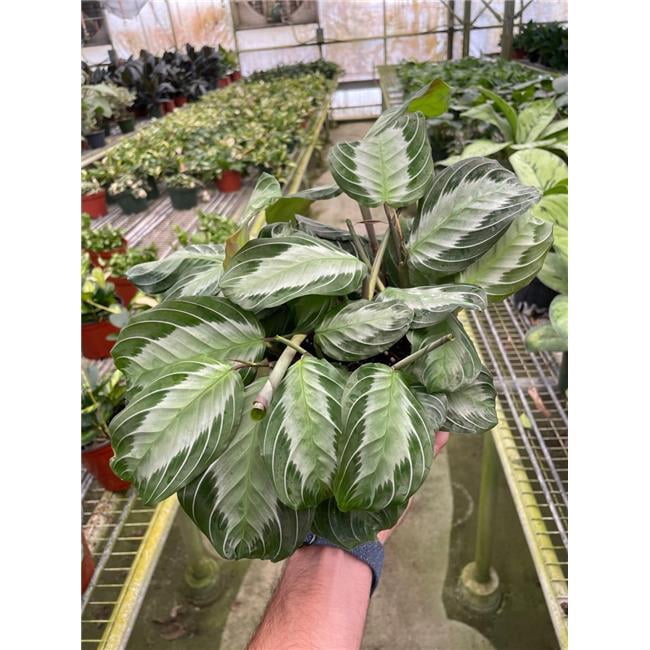 hawaiian ti plant Hawaiian TI Plant – Plant It Tampa Bay
