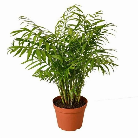 House Plant Dropship 6-PALM-PARLOR-NURSERY.POT 6 in. Parlor Palm Nursery Pot