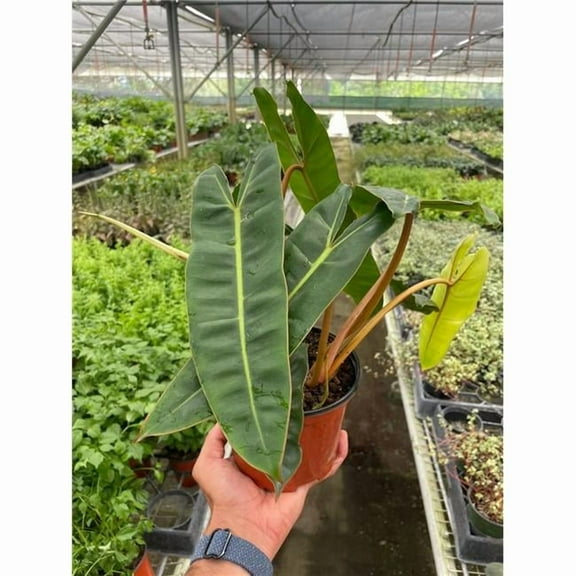 House Plant Dropship 6-PHILODENDRON-BILLIETIAE 6 in. Pot Philodendron Billietiae Plant