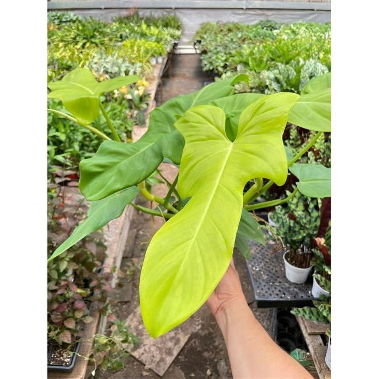 House Plant Dropship Philodendron Golden Dragon