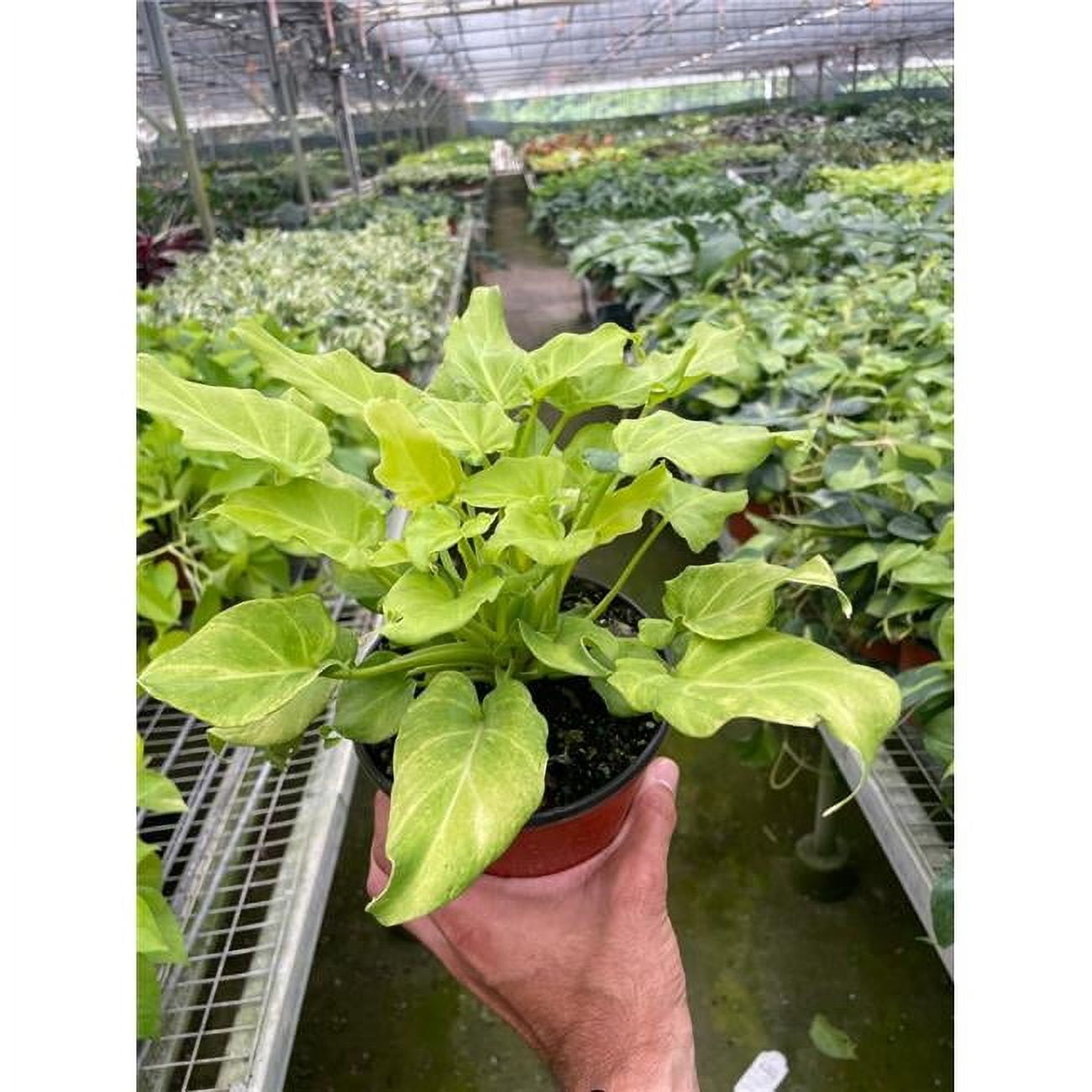House Plant Dropship 6-PHILODENDRON-XANADU.VAR 6 in. Pot Philodendron Xanadu Variegated Plant