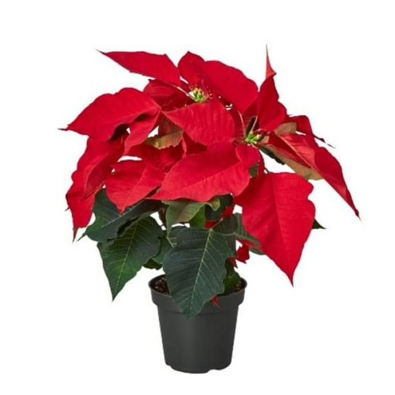 House Plant Dropship 6-POINSETTIA-RED Poinsettia Plant, Red