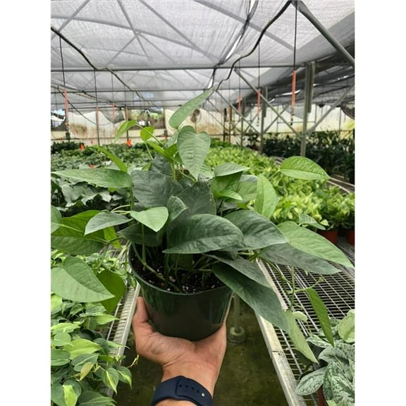 House Plant Dropship 6-POTHOS-CEBU.BLUE 6 in. Pot Pothos Cebu Blue Plant