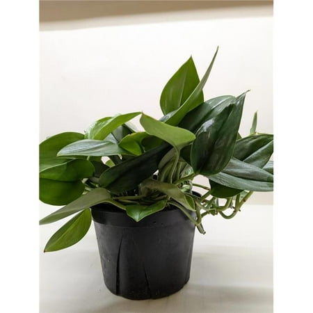 House Plant Dropship 6-SCINDAPSUS-PLATINUM.JAVA Scindapsus Platinum Java