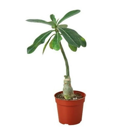 House Plant Dropship 6-SUCC-ADENIUM-DESERT.ROSE 6 ft. Succulent Adenium Obesum Desert Rose Plant