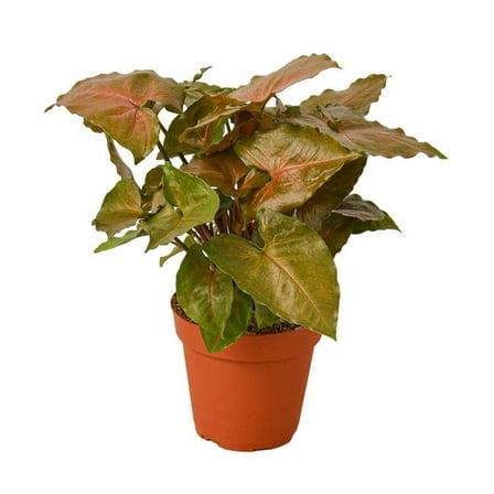 House Plant Dropship 6-SYNGONIUM-MERRY 6 in. Pot Syngonium Merry Plant